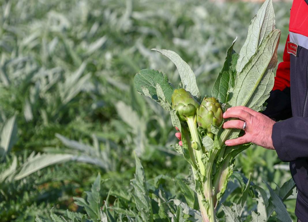 Bebek mamalarına ekleniyor. Bu yıl 10 bin tondan fazlası İzmir'den geldi 2